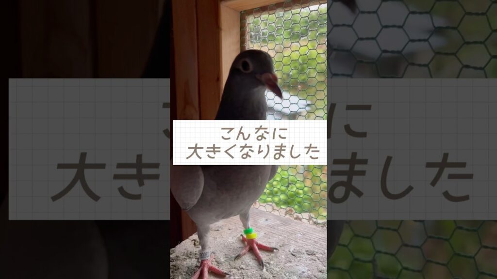 パロマの成長　#pigeon #racingpigeon #birds #レース鳩 #癒し #はとジョ #かわいい #shorts