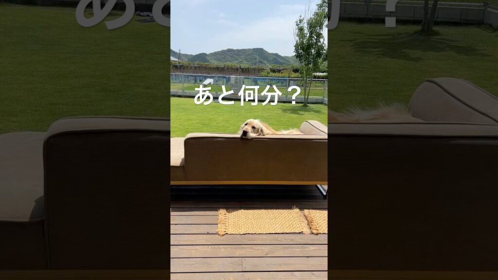 特等席で催促してくるゴールデンレトリバー　#いぬのいる生活 #ゴールデンレトリバー #大型犬のいる生活 #大型犬 #癒し