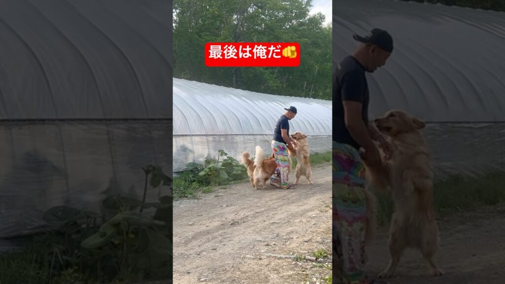 無双モード⚔️#shorts #puppy #goldenretriever #ゴールデンレトリバー子犬 #ゴールデンレトリバー #大型犬のいる生活 #大型犬 #癒し #散歩 #愛犬 #散歩