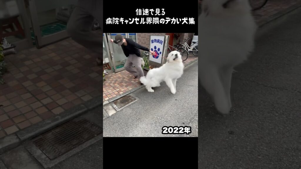 病院キャンセル界隈の愛犬集　#グレートピレニーズ #greatpyrenees #大型犬 #大型犬のいる生活 #ゴールデンレトリバー #癒し #犬のいる生活 #愛犬 #可愛い #ペット