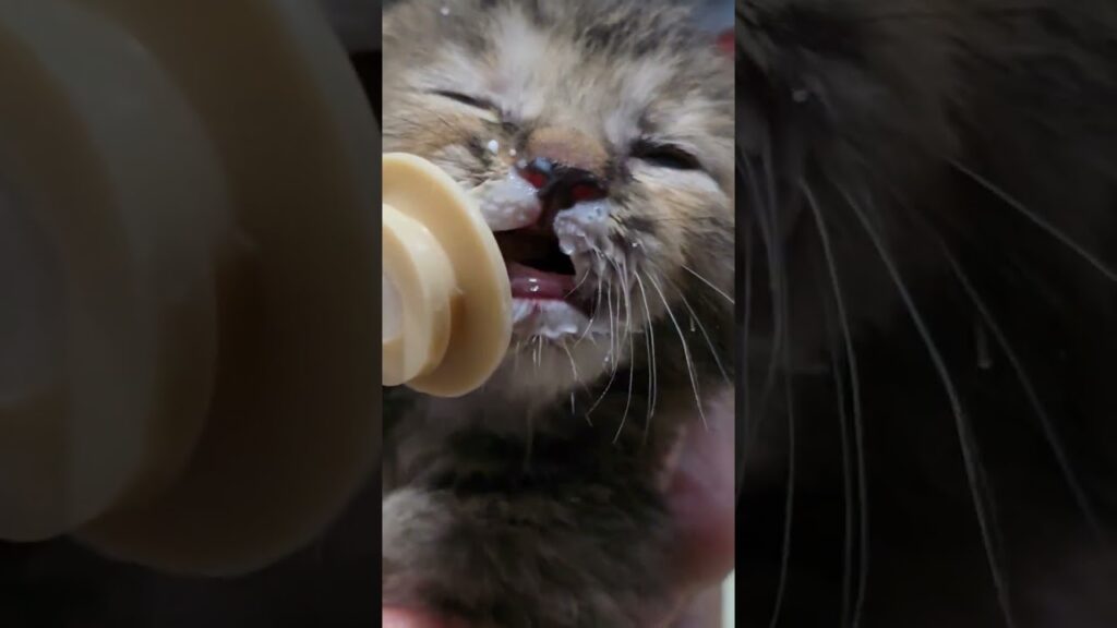 『鼻から牛乳🐮』#エッホエッホ#猫 #cat #癒し #子猫 #ネコ #ねこ