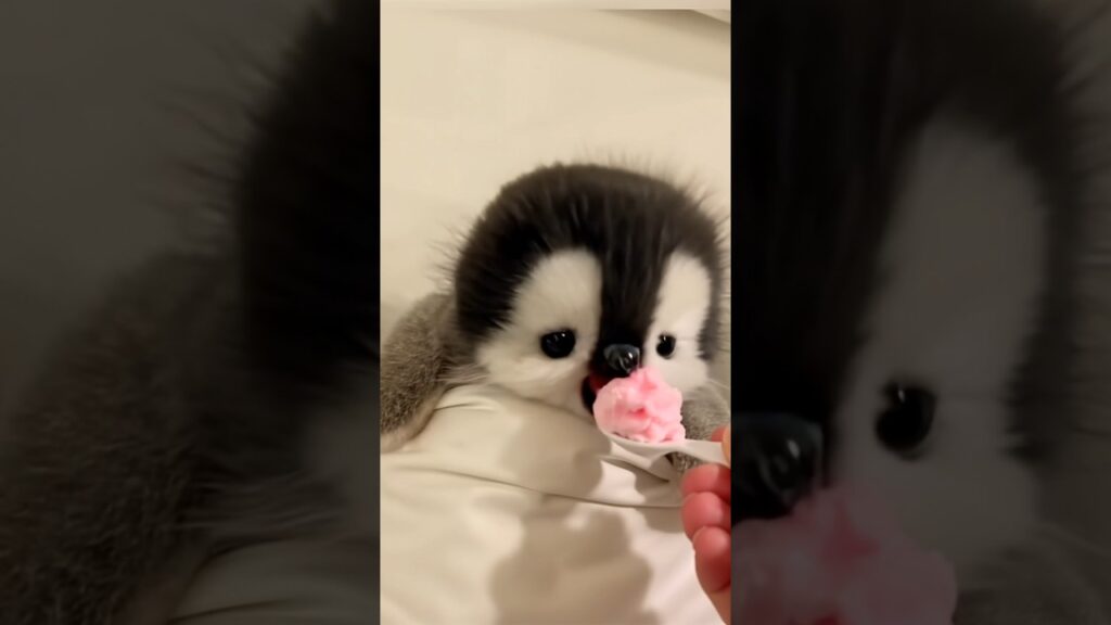 #cute #adorably #animals #penguin #adorable #癒し #babyanimals #ペンギン