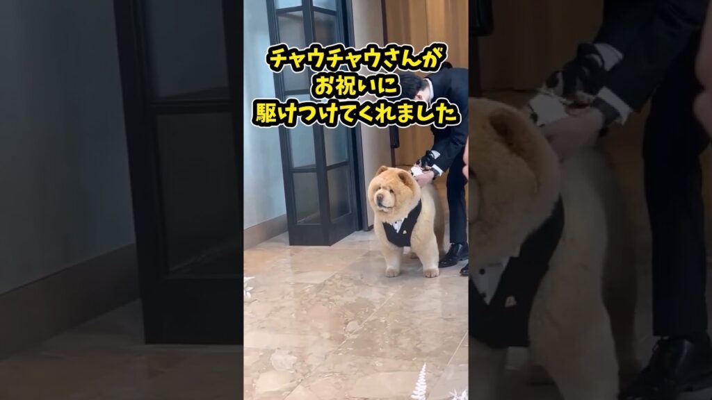 仕事で疲れたお前らに贈る笑いと癒しのチャウチャウ5選　#チャウチャウ #笑える #犬のいる生活 #癒し #動物 #犬のいる暮らし
