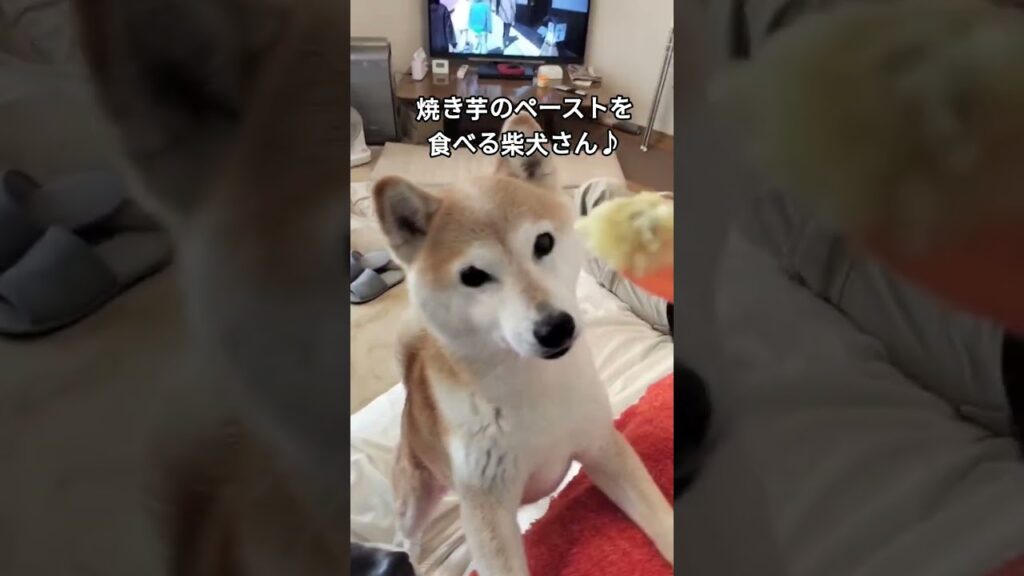 焼き芋大好きな柴犬さん　#shibalife #柴犬 #柴犬との暮らし #癒し #黒柴 #犬のいる生活 #焼き芋