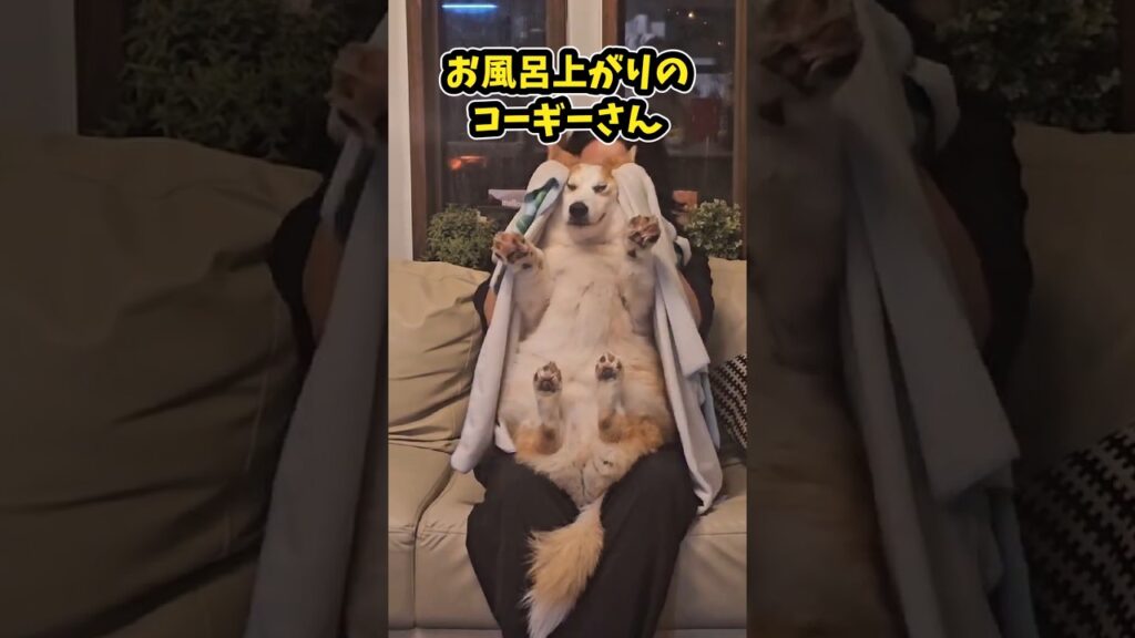 仕事で疲れてお前らに贈る笑いと癒しのコーギー5選ww　#コーギー #笑える #癒し #コーギーのいる暮らし #犬のいる生活 #犬