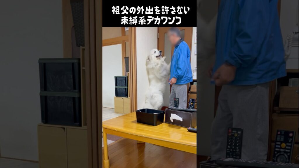 祖父を束縛する愛犬　#グレートピレニーズ #greatpyrenees #大型犬 #大型犬のいる生活 #ゴールデンレトリバー #犬のいる生活 #癒し #愛犬 #ペット #可愛い