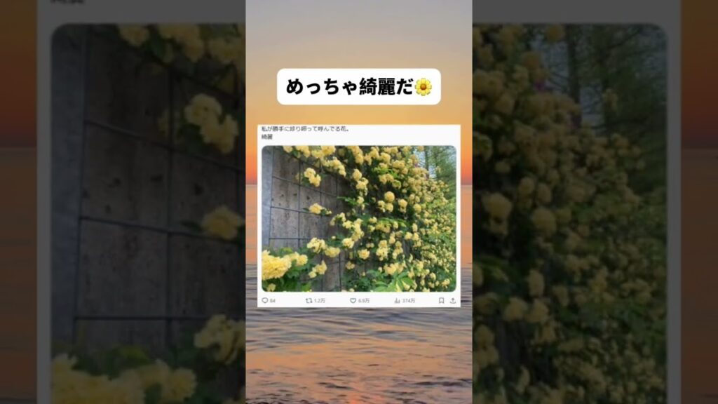 花の名前知ってる人教えて #shorts #綺麗 #癒し #おすすめ