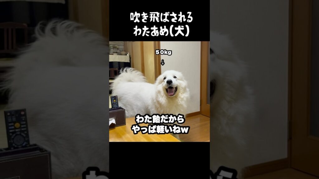 ブレスで吹き飛ばされる愛犬　#greatpyrenees #グレートピレニーズ #犬のいる生活 #大型犬のいる生活 #大型犬 #ペット #癒し #愛犬 #可愛い #ゴールデンレトリバー