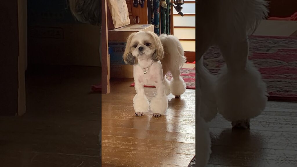 時止まってる⁇😆第二弾#shorts #癒し #シーズー #shihtzu #かわいい #dog
