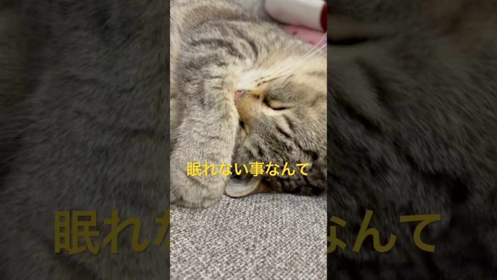 なかなか寝つけません😪#cute #cat #癒し #ねこ #猫