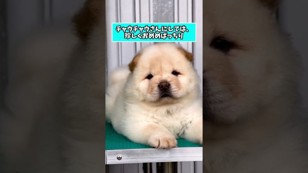 仕事で疲れたお前らに贈る笑いと癒しのチャウチャウパピー5選ww　#チャウチャウ #子犬 #笑える #癒し #子犬のいる生活 #子犬のいる暮らし