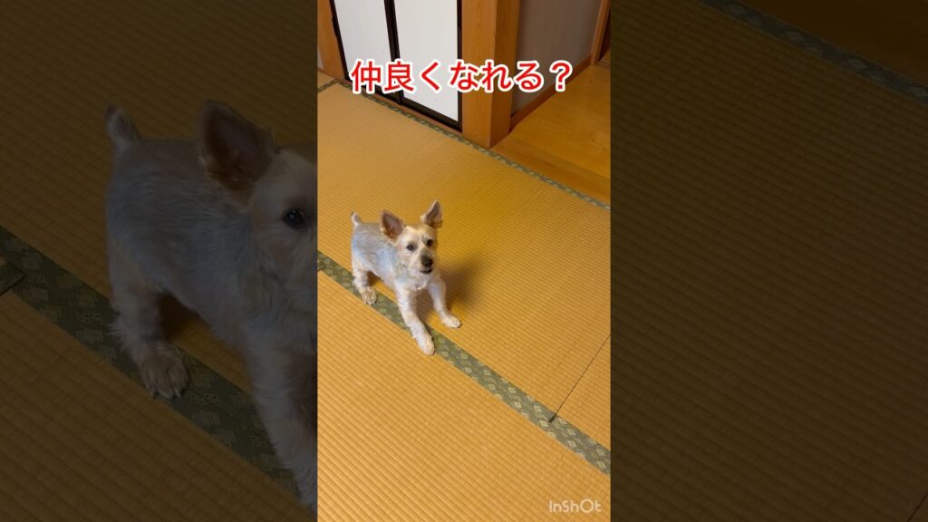 仲良くなれる？😳　#わんちゃん　#ペット　#可愛い　#犬　#わんこ　#癒し