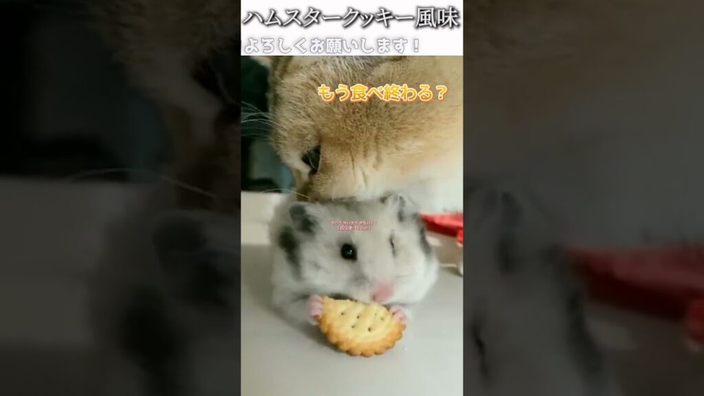 猫のおもしろ動画にツッコミどころ満載なアフレコしてみた＃289【クッキー】【ハプニング映像】#shorts　#アフレコ #面白動画