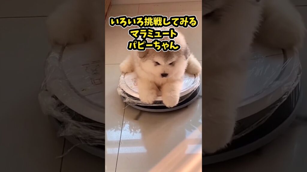 仕事で疲れたお前らに贈る笑いと癒しのマラミュートパピー5選ww　#アラスカンマラミュート #子犬 #笑える #癒し #子犬のいる生活 #子犬のいる暮らし