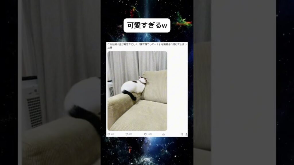 こんなの見たら飼いたくなる笑 #shorts #かわいい #猫 #癒し #ペット
