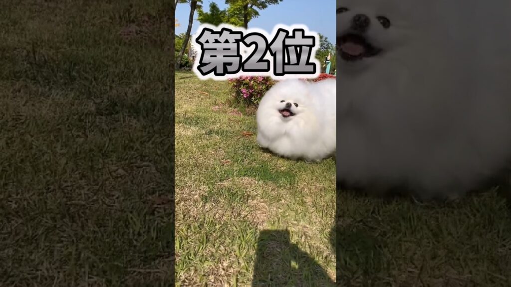 仕事で疲れたお前らに贈る笑いと癒しのポメラニアン5選ww　#ポメラニアン #笑える #癒し #ポメラニアンのいる生活 #犬のいる生活 #犬のいる暮らし