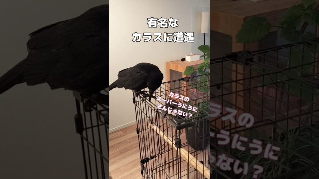 有名ユーチューバードに対面　#shorts  #カラス #birds #癒し #動物 #スーパーワルイトリ