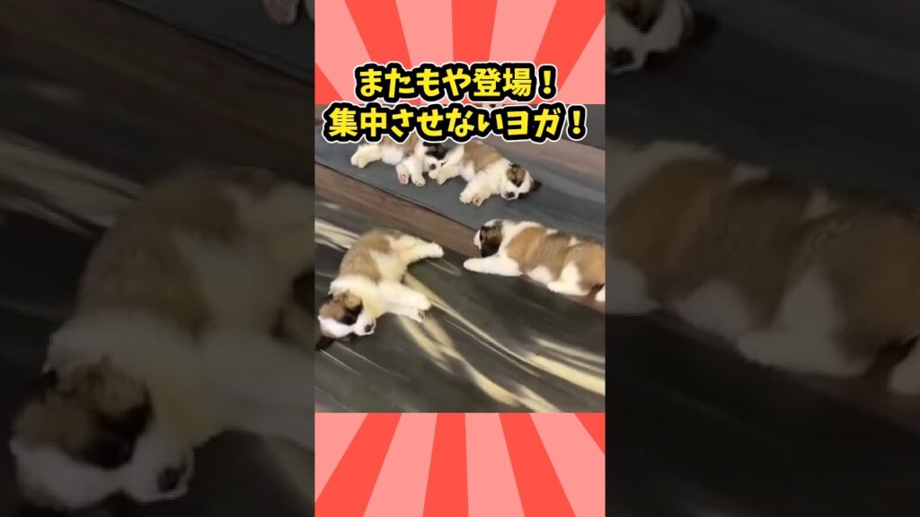 仕事で疲れたお前らに贈る笑いと癒しのセントバーナードパピー5選ww　#セントバーナード #子犬 #笑える #癒し #子犬のいる生活 #子犬のいる暮らし