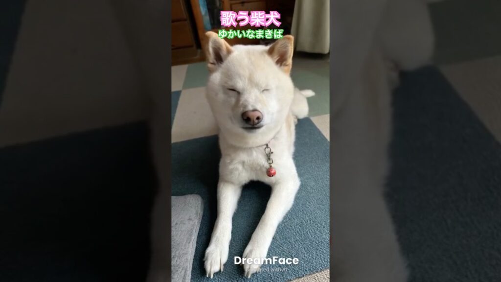 歌う柴犬 #ゆかいな牧場 #歌う柴犬 #柴犬 #可愛い #kawaii #shibainu #癒し #song #shorts #singingdog