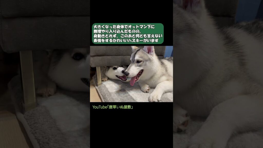 【ハスキー】なんとも情けない表情のハスキー #シベリアンハスキー#ハスキー#siberianhusky#可愛い#癒し#犬#dog#shorts#子犬#パピー