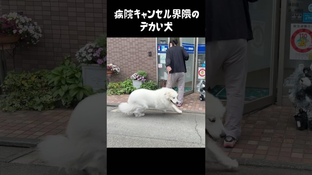 病院からガチ逃げしたい愛犬　 #グレートピレニーズ #大型犬のいる生活 #大型犬 #greatpyrenees #可愛い #ゴールデンレトリバー #犬のいる生活 #癒し #愛犬 #いぬ