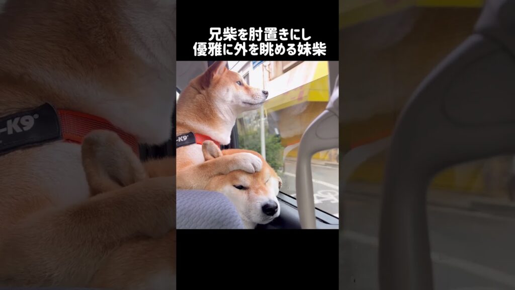兄柴を肘置きにし優雅に外を眺める妹柴 #shorts #shibainu