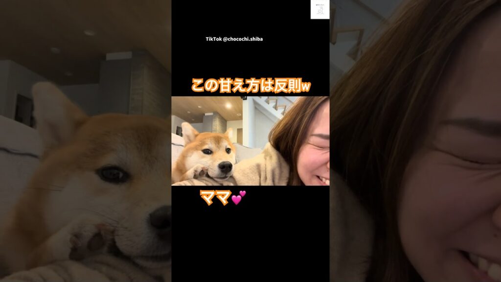 ママに甘える柴犬が可愛すぎる💕　#柴犬　#犬　#かわいい犬 #かわいい #犬のいる暮らし #癒し