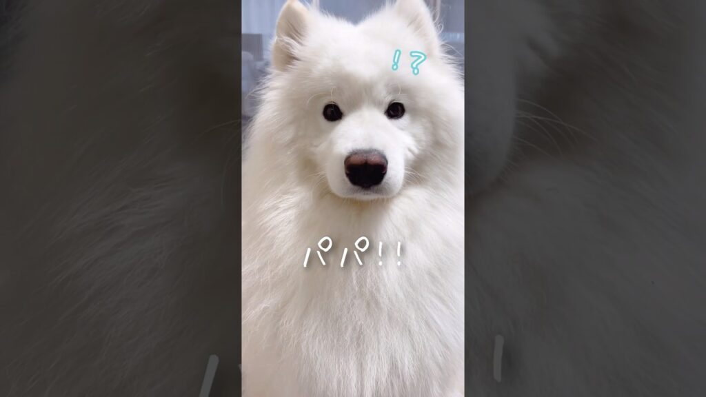 大好きな「パパ」を完全に聞き分けるサモエドが可愛い #samoyed #サモエド #癒し