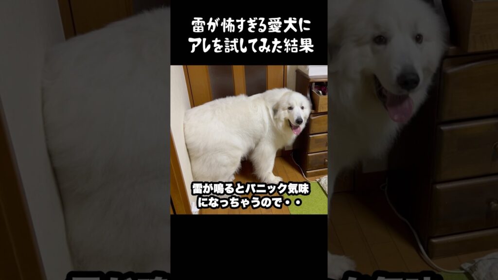 雷が怖くてパニくる愛犬の対処法　#greatpyrenees #グレートピレニーズ #大型犬 #大型犬のいる生活 #ゴールデンレトリバー #可愛い #犬のいる生活 #愛犬 #癒し #いぬ