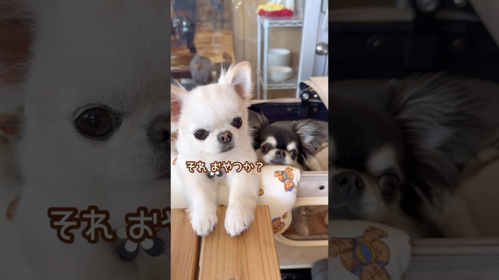 かわいいふたり☺️💓‪ #ショート #short #チワワ #chihuahua #癒し #のんびり #ほんわか