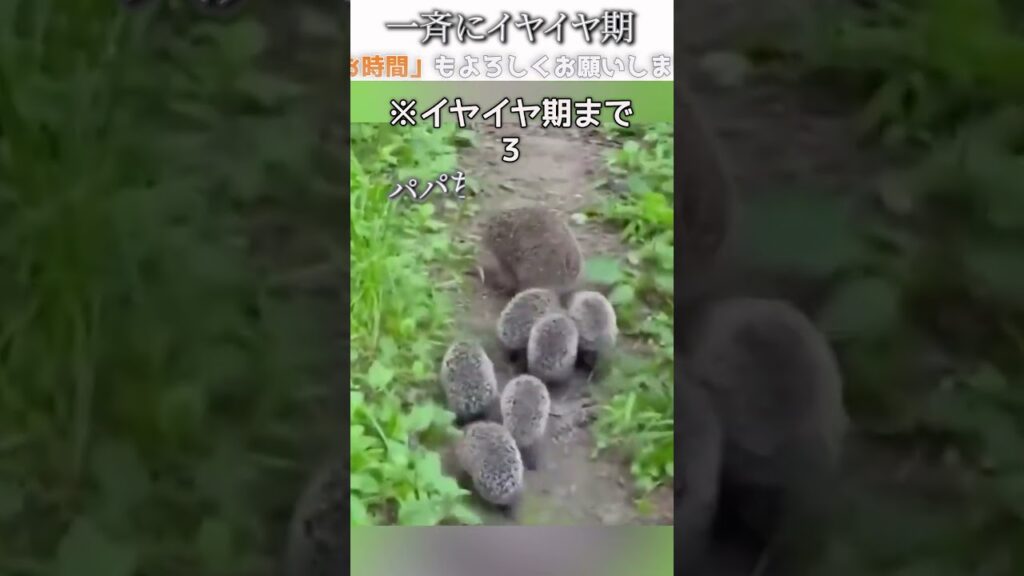 動物のおもしろ動画にツッコミどころ満載なアフレコしてみた＃280【イヤイヤ期】【ハプニング映像】#shorts　#アフレコ #面白動画