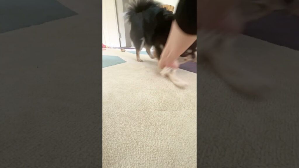 元気一杯の朝！#shorts #チワワ#dog #癒し #cutedogs #funnydogs #funnydogs #犬のいる生活