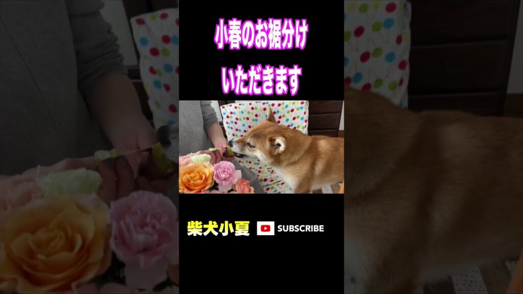 小春のお裾分けをいただきます #柴犬 #shibainu #癒し
