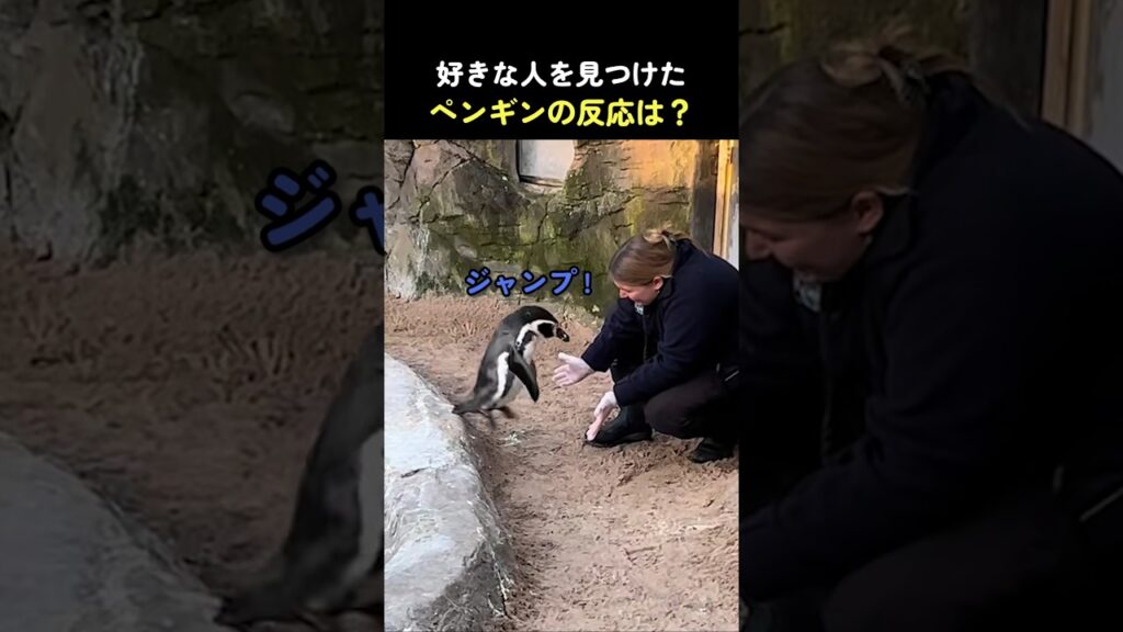 好きな人を見つけたペンギンの反応は？
