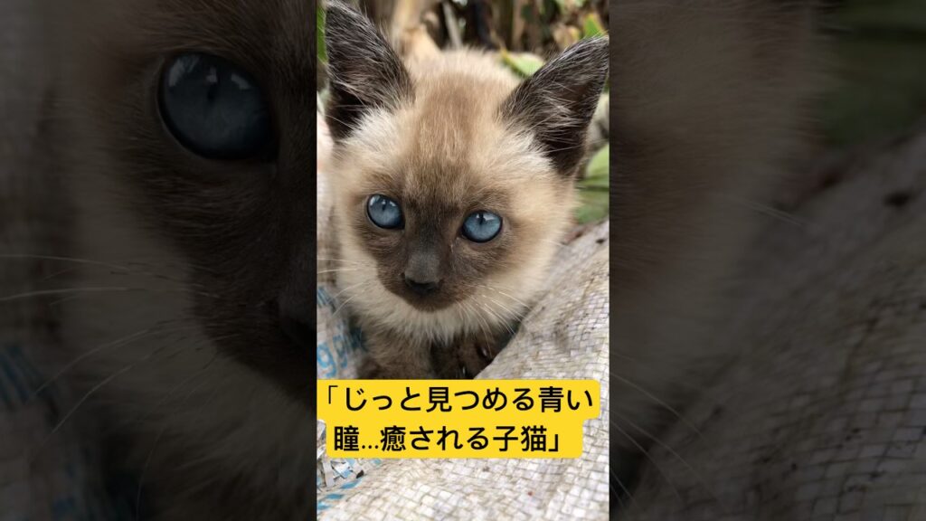じっと見つめる青い瞳…癒される子猫#癒し#面白い動物 ＃面白い動画 #かわいい猫 #かわいい動物たち #かわいい犬 #猫 #犬 #動物 #子猫