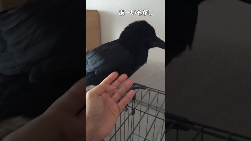 リラックス中のカラスにイタズラをする飼い主#shorts #カラス #crow #かわいい #birds #癒し #スーパーワルイトリ