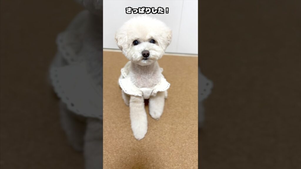 三桜たんさっぱり変身♪ #犬 #トイプードル #かわいい #トイプードルの虎太郎三桜 #癒し #といぷーどる #こたみお