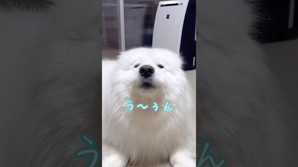 控えめなサモエドの遠吠えが可愛すぎる #サモエド #samoyed #癒し