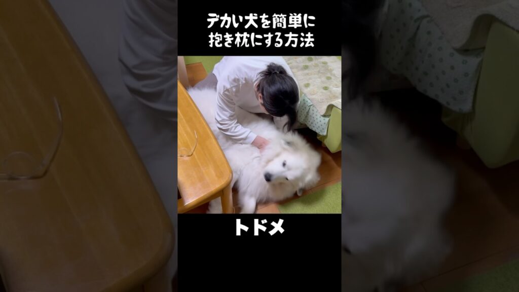 愛犬を抱き枕にする簡単な方法　#greatpyrenees #グレートピレニーズ #大型犬 #大型犬のいる生活 #ゴールデンレトリバー #可愛い #愛犬 #犬のいる生活 #癒し #いぬ