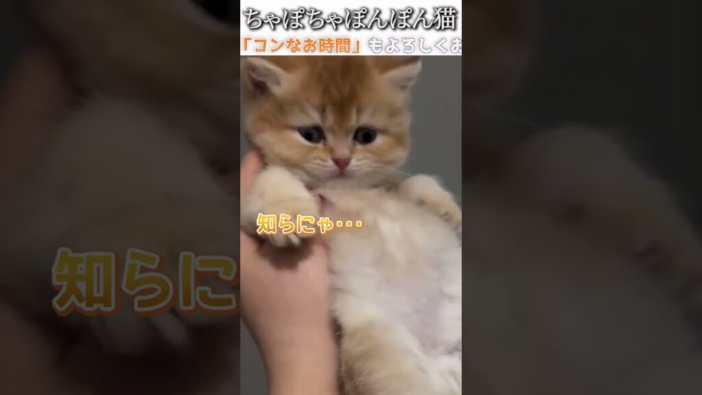 猫のおもしろ動画にツッコミどころ満載なアフレコしてみた＃281【ちゃぽちゃぽ】【ハプニング映像】#shorts　#アフレコ #面白動画