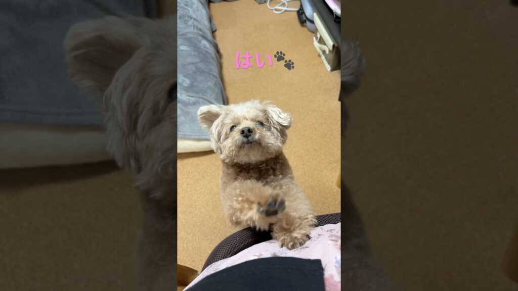 お腹すきました🐶  #犬 #トイプードル #かわいい #トイプードルの虎太郎三桜 #癒し #といぷーどる #こたみお #鍋焼きうどん
