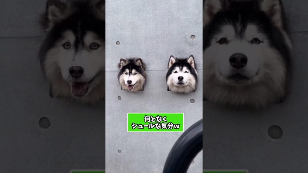 仕事で疲れたお前らに贈る笑いと癒しのワンちゃん5選ww　#犬 #笑える #癒し #犬のいる生活 #犬のいる暮らし #ペット