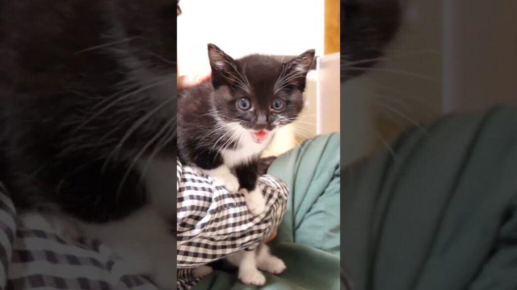 子猫がかわいい声で鳴きながらおじの抱っこから逃げ出そうとする？【赤ちゃん猫　保護猫】 #gatto #kitten #子ネコ #cat #meow #asmr