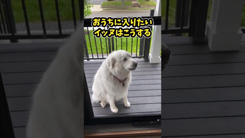 仕事で疲れたお前らに贈る笑いと癒しのデカワンコ5選ww　#大型犬 #笑える #癒し #大型犬のいる生活 #大型犬のいる暮らし #元気になる動画