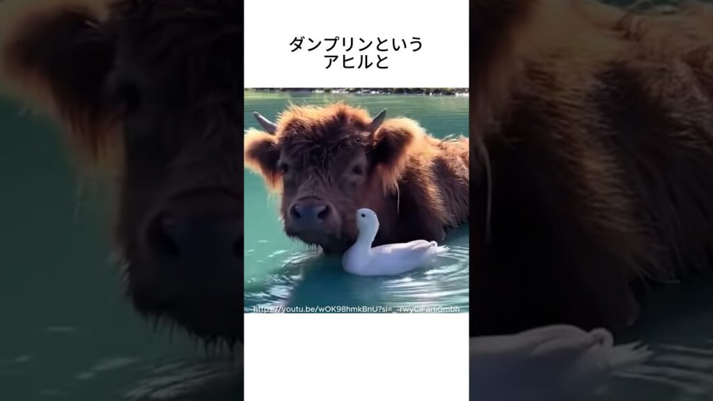 牛とアヒルのお友達 #動物雑学 #アヒル #癒し