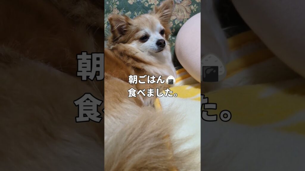 #チワワ #小型犬 #犬のいる生活 #癒し #ミッション #かわいい