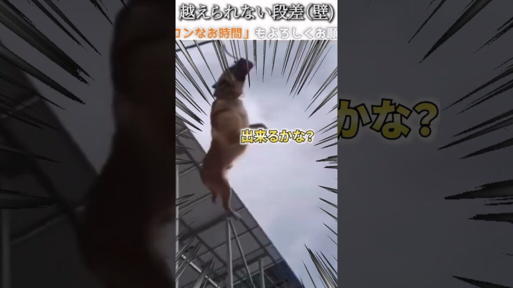 犬猫のおもしろ動画にツッコミどころ満載なアフレコしてみた＃297【壁】【ハプニング映像】#shorts　#アフレコ #面白動画