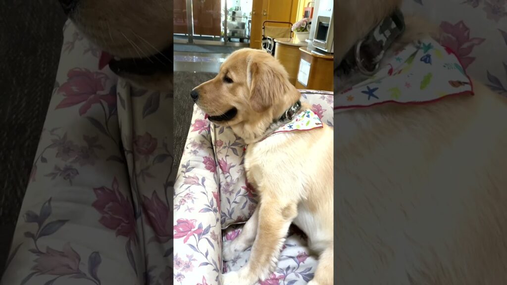 ソファーでくつろぐゴールデンレトリバー【老人ホームで働くセラピー犬】　#shortsfeed