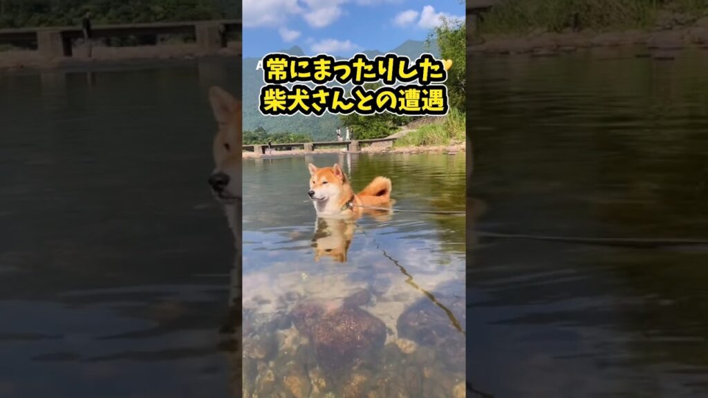 仕事で疲れたお前らに贈る笑いと癒しの柴犬5選ww　#柴犬 #笑える #癒し #柴犬のいる生活 #柴犬のいる暮らし #元気になる動画