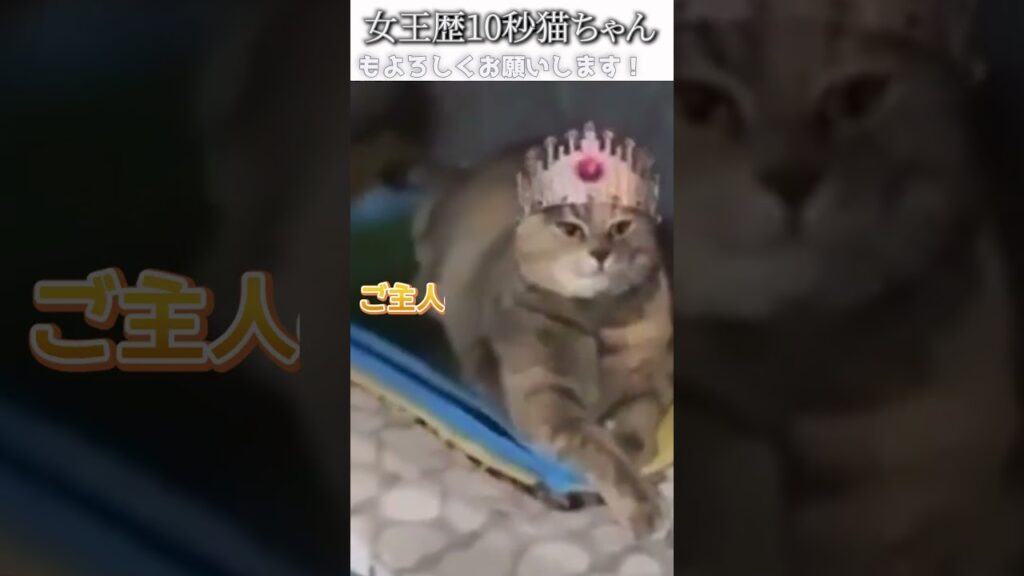 猫のおもしろ動画にツッコミどころ満載なアフレコしてみた＃298【女王】【ハプニング映像】#shorts　#アフレコ #面白動画